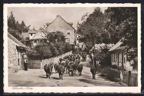AK Schierke, Viehherde in einer Strasse