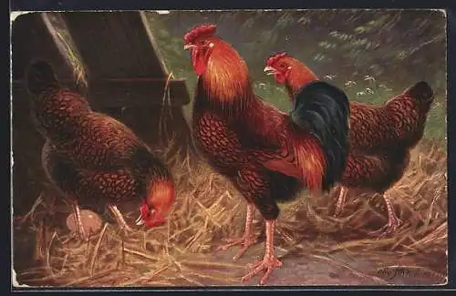 AK Hühner der Rasse Gold-Wyandottes