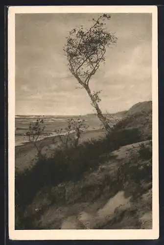 AK Rauschen, Strand mit Dünen