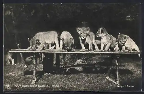 AK Berlin, Zoologischer Garten, Junge Löwen