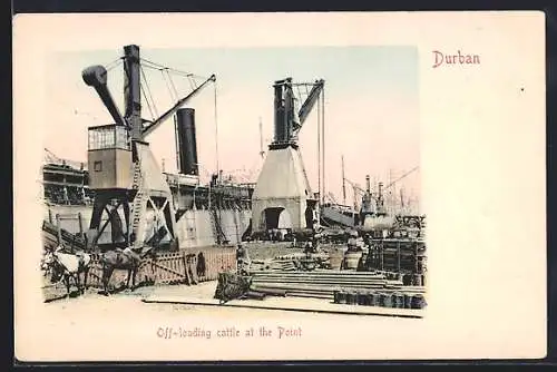 AK Durban, Off-loading Cattle at the Point