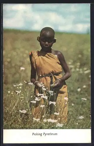 AK Picking Pyrethrum, afrikanische Volkstypen