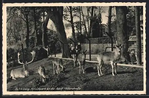 AK Schleswig, Hirschpark an der strasse