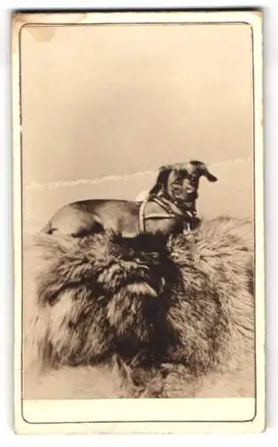 Fotografie Hund mit Geschirr auf einem Fell liegend
