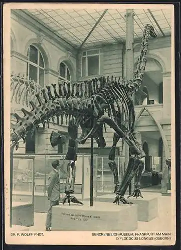 AK Frankfurt-Westend, Diplodocus Longus Skellet im Senckenberg Museum