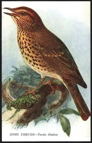 AK Vogel, Song Thrush, eine Singdrossel beim Zwitschern auf Ast
