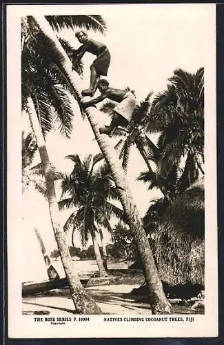 AK Fiji, Natives Climbing Coconut Trees