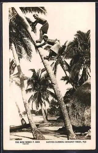 AK Fiji, Natives Climbing Coconut Trees