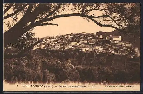 AK Moulay-Idriss, Vue sous un grand olivier