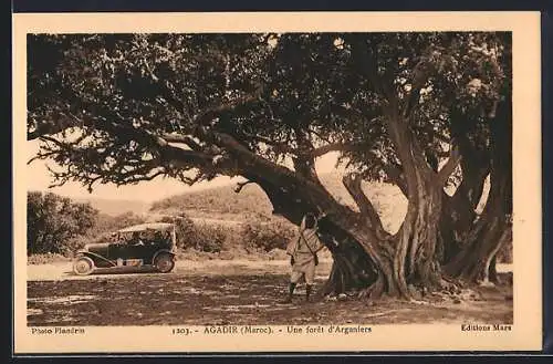 AK Agadir, Une forêt d`Arganiers