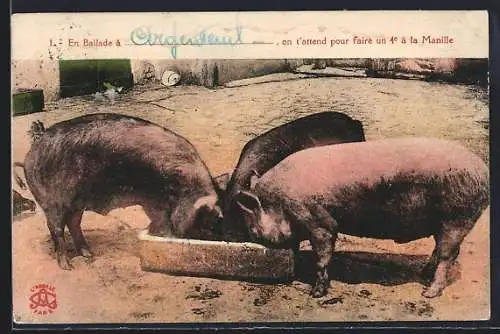 AK Schweine fressen am Trog