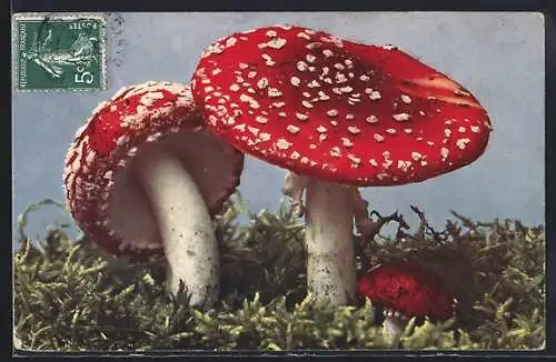 AK Fliegenpilz (Amanita muscaria) und Täubling