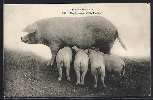 AK Schwein, Muttertier mit Ferkeln