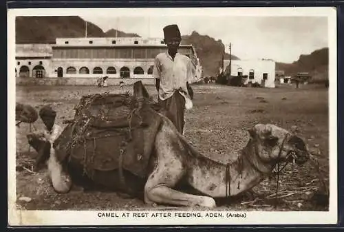 AK Aden, Camel at rest after feeding, Bub und Kamel