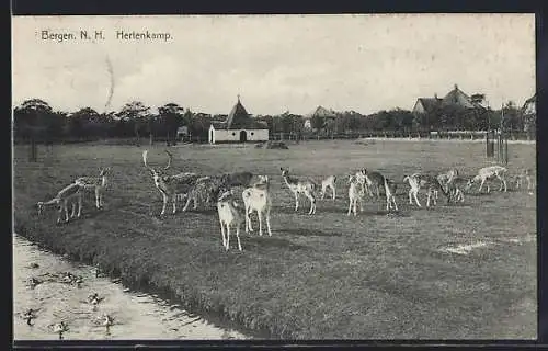 AK Bergen /N. H., Hertenkamp