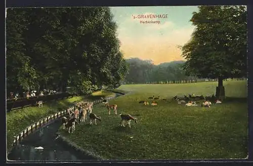 AK `s-Gravenhage, Hertenkampf