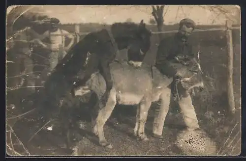 Foto-AK Soldat hilft Eselhengst, eine Eselstute zu begatten
