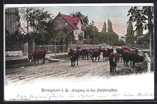 AK Wernigerode a. H., Eingang in das Salzbergthal, Strasse mit Kuhherde