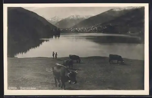 AK Hirten mit Rindern am Davosersee