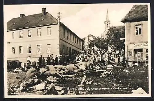 AK Berggiesshübel, Angeschwemmte Viehkadaver nach dem Hochwasser am 8. Juli 1927