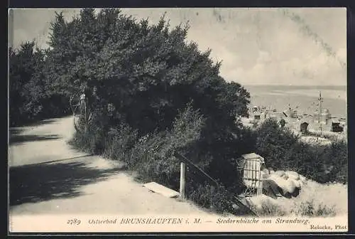 AK Brunshaupten i. M., Ostseebad, Seedornbüsche am Strandweg