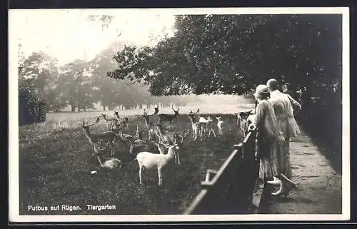 AK Putbus, Besucher im Tiergarten