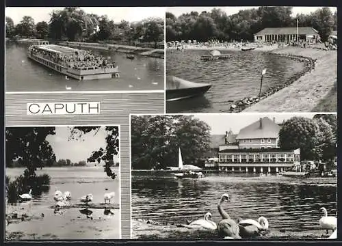AK Caputh, Ansichten aus der Ortschaft mit Schwänen im See und Badegästen am Strand