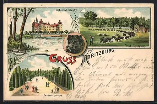 Lithographie Moritzburg / Jagdschloss, Kgl. Jagdschloss, Schlossgarten