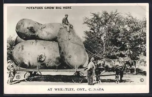 AK Wheatley /Ont., Potatoes grow big here, Riesige Kartoffel