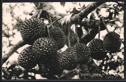 AK Malay, Durians