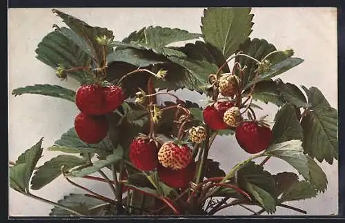 AK Garten-Erdbeere, Fragaria elatior hybrida