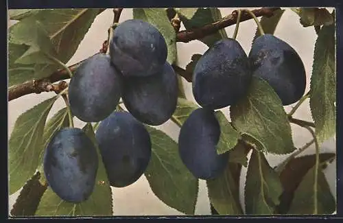 AK Kriechen-Pflaumen am Baum, Prunus insicticia