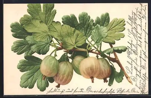 AK Stachelbeeren am Zweig