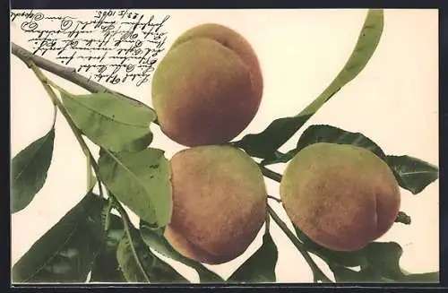 AK Pfirsiche am Baum