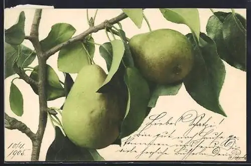 AK Birnen hängen am Zweig