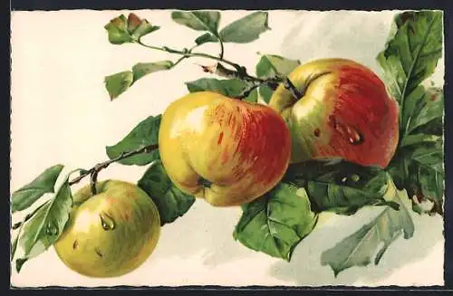 Künstler-AK Drei Äpfel am Zweig