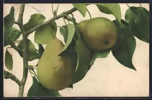 AK Grüne Birnen am Zweig