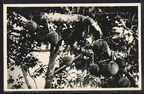 AK Durian in den Bäumen