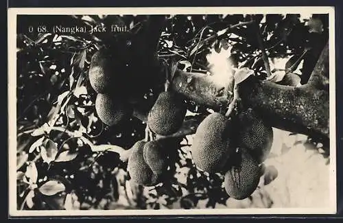 AK Nangka, Jack fruit