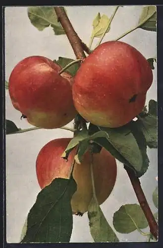 AK Drei rote Äpfel an einem Zweig