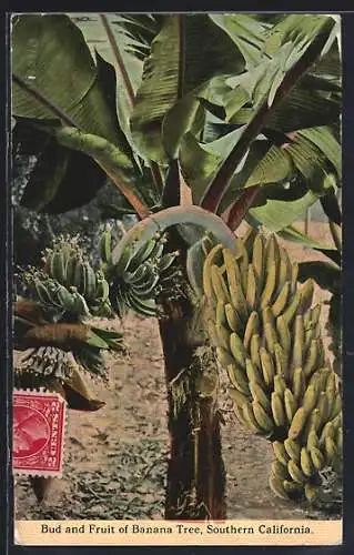 AK Southern California, Bud and Fruit of Banana Tree