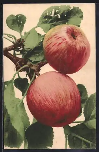 AK Zwei rote Äpfel an einem Zweig