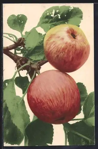 AK Zwei rote Äpfel an einem Zweig