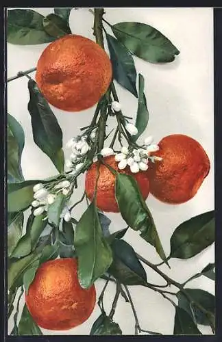 AK Orangen und Blüten an einem Zweig