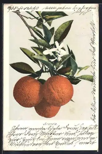 AK Arancie, Drei Orangen und Blüten an einem Zweig