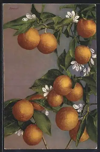 AK Aranci, Orangenbaum mit vielen Früchten und Blüten