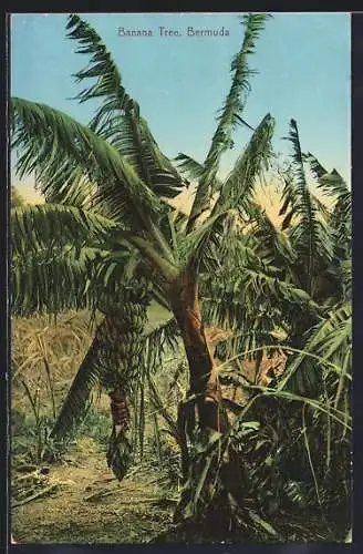 AK Bermuda, Banana Tree