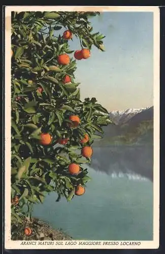 AK Locarno, Aranci Maturi sul Lago Maggiore