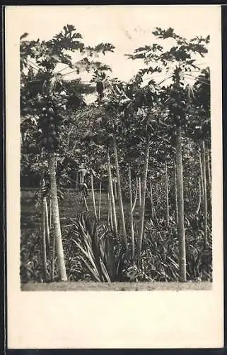 AK Blick auf eine Papaya-Plantage