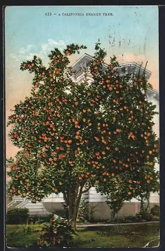 AK A California Orange Tree